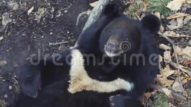 可爱的喜马拉雅<strong>黑熊</strong>仰卧的肖像。 俄罗斯<strong>野生动物</strong>园